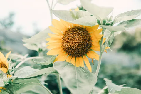 Sunflower Field 4K Wallpaper · flowers · 3840×2560