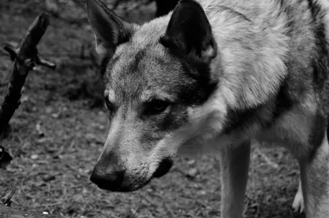 Fondo de pantalla Lobo 4K · animals · 3840×2553