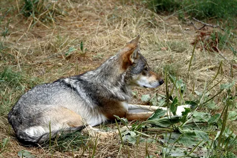 Fondo de pantalla Lobo 4K · animals · 3840×2560
