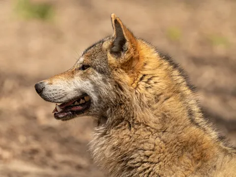 Wolf 4K Hintergrundbild · animals · 3840×2883