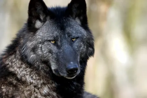 Fondo de pantalla Lobo 4K · animals · 3840×2560