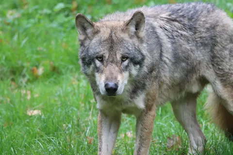 Wolf 4K Hintergrundbild · animals · 3840×2560