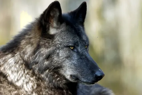 Fondo de pantalla Lobo 4K · animals · 3840×2560
