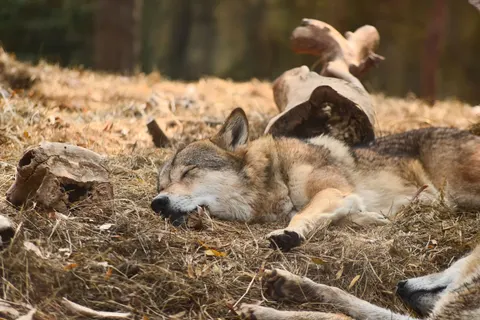 Fondo de pantalla Lobo 4K · animals · 3840×2563