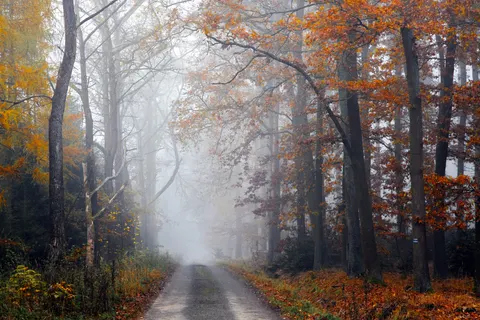 Sfondo Foresta Autunnale 4K · nature · 3840×2561