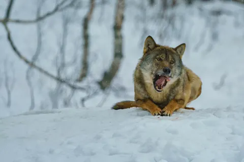 خلفية ذئب بدقة 4K · animals · 3840×2561