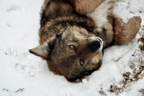 Wolf 4K Hintergrundbild · animals · 3840×2560