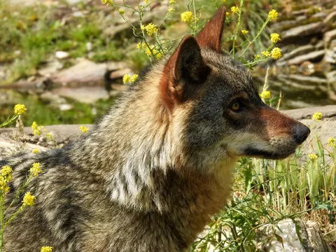 Fondo de pantalla Lobo 4K · animals · 3840×2880