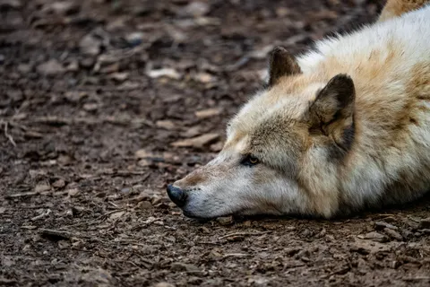 Fond d'écran Loup 4K · animals · 3840×2560