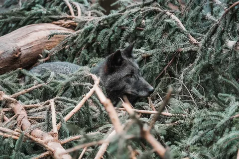 Fondo de pantalla Lobo 4K · animals · 3840×2560