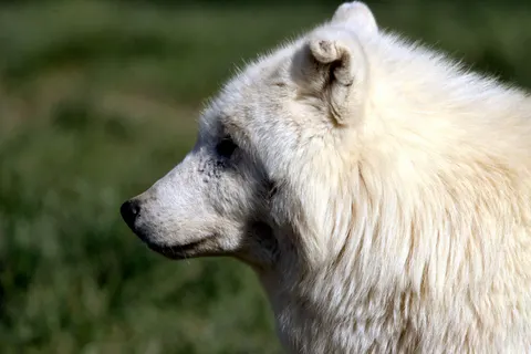 Wolf 4K Hintergrundbild · animals · 3840×2560