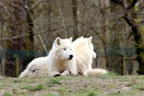 Обои Волк 4K · animals · 3840×2560