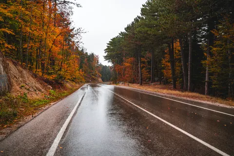والپیپر جنگل پاییزی با کیفیت 4K · nature · 3840×2560