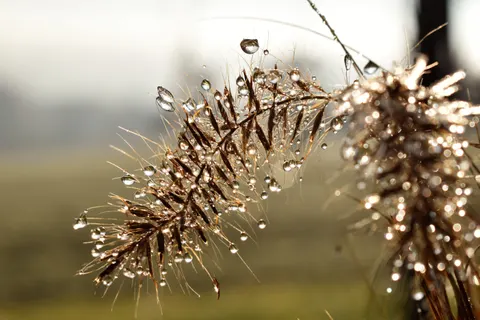 सुबह की ओस 4K वॉलपेपर · nature · 3840×2560