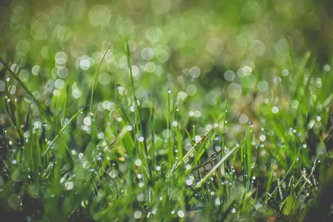 सुबह की ओस 4K वॉलपेपर · nature · 3840×2560