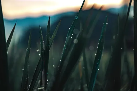 Обои Утренняя роса 4K · nature · 3840×2560