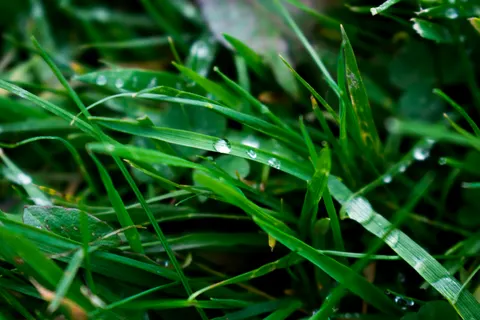 सुबह की ओस 4K वॉलपेपर · nature · 3840×2560