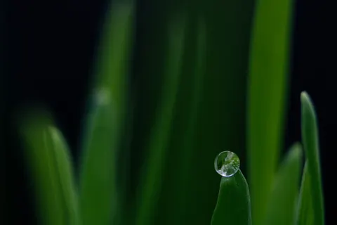 सुबह की ओस 4K वॉलपेपर · nature · 3840×2560