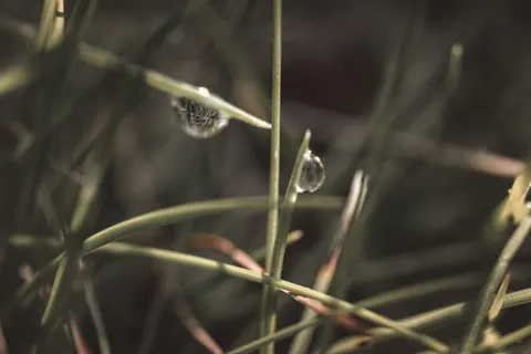 सुबह की ओस 4K वॉलपेपर · nature · 3840×2560