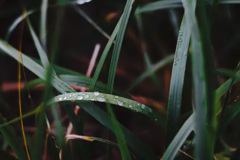 सुबह की ओस 4K वॉलपेपर · nature · 3840×2560