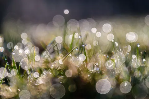 सुबह की ओस 4K वॉलपेपर · nature · 3840×2560