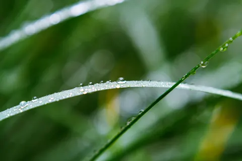 सुबह की ओस 4K वॉलपेपर · nature · 3840×2560