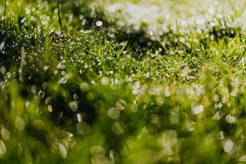 सुबह की ओस 4K वॉलपेपर · nature · 3840×2560