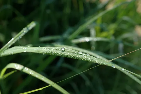 सुबह की ओस 4K वॉलपेपर · nature · 3840×2560