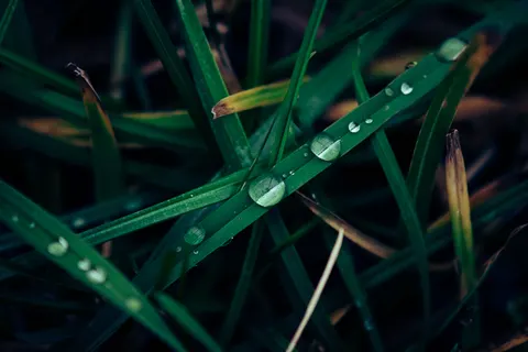 सुबह की ओस 4K वॉलपेपर · nature · 3840×2560