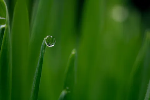 सुबह की ओस 4K वॉलपेपर · nature · 3840×2560