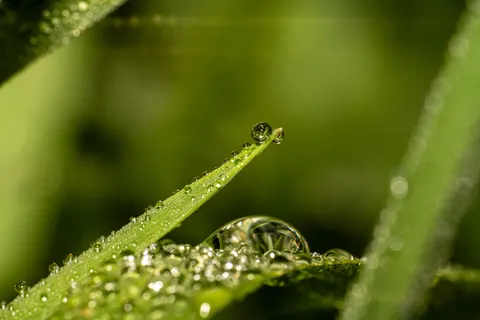 सुबह की ओस 4K वॉलपेपर · nature · 3840×2560