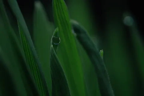 सुबह की ओस 4K वॉलपेपर · nature · 3840×2560