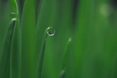सुबह की ओस 4K वॉलपेपर · nature · 3840×2560