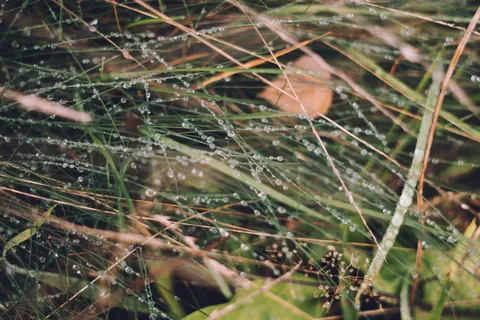 Morning Dew 4K Wallpaper · nature · 3840×2560