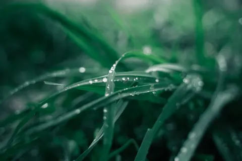 सुबह की ओस 4K वॉलपेपर · nature · 3840×2560
