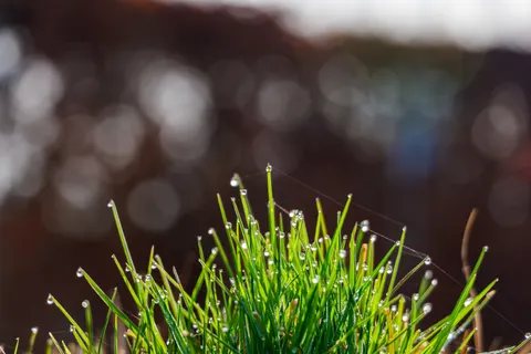 सुबह की ओस 4K वॉलपेपर · nature · 3840×2560