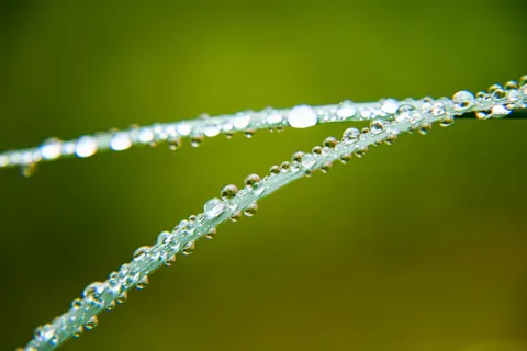 सुबह की ओस 4K वॉलपेपर · nature · 3840×2560