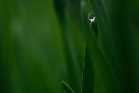 सुबह की ओस 4K वॉलपेपर · nature · 3840×2560