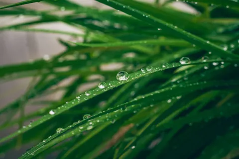 सुबह की ओस 4K वॉलपेपर · nature · 3840×2560