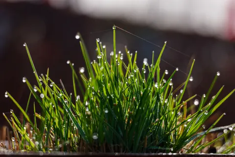 सुबह की ओस 4K वॉलपेपर · nature · 3840×2560