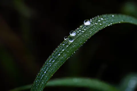 सुबह की ओस 4K वॉलपेपर · nature · 3840×2560