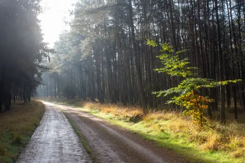 والپیپر جنگل پاییزی با کیفیت 4K · nature · 3840×2563