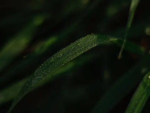 सुबह की ओस 4K वॉलपेपर · nature · 3840×2892