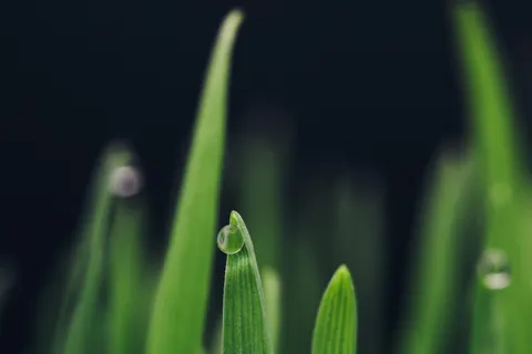 सुबह की ओस 4K वॉलपेपर · nature · 3840×2560