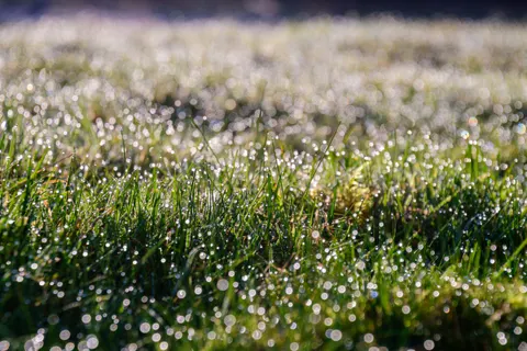 सुबह की ओस 4K वॉलपेपर · nature · 3840×2560