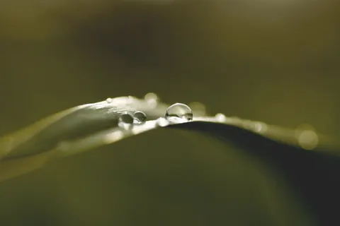 सुबह की ओस 4K वॉलपेपर · nature · 3840×2560