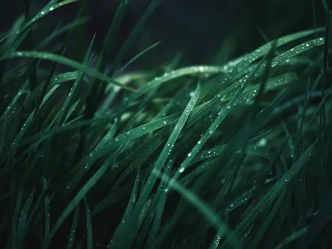 सुबह की ओस 4K वॉलपेपर · nature · 3840×2878