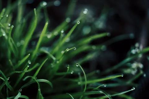 सुबह की ओस 4K वॉलपेपर · nature · 3840×2560