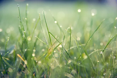 सुबह की ओस 4K वॉलपेपर · nature · 3840×2560