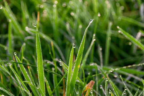 सुबह की ओस 4K वॉलपेपर · nature · 3840×2560